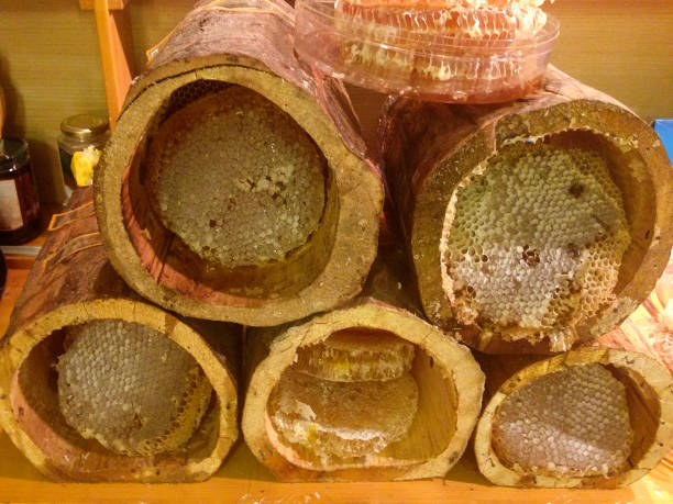 honey comb - bee swarm of insects beehive tree стоковые фото и изображения