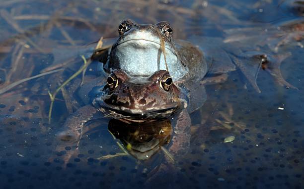 istock Copulation of The common frogs mating 502820380
