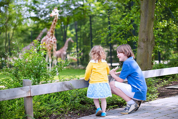 fratello e sorella guardando le giraffe in uno zoo - petting zoo foto e immagini stock