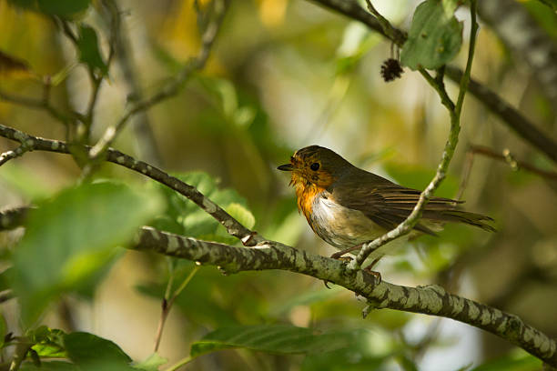 istock Robin, a member of the thrush family. 502820606