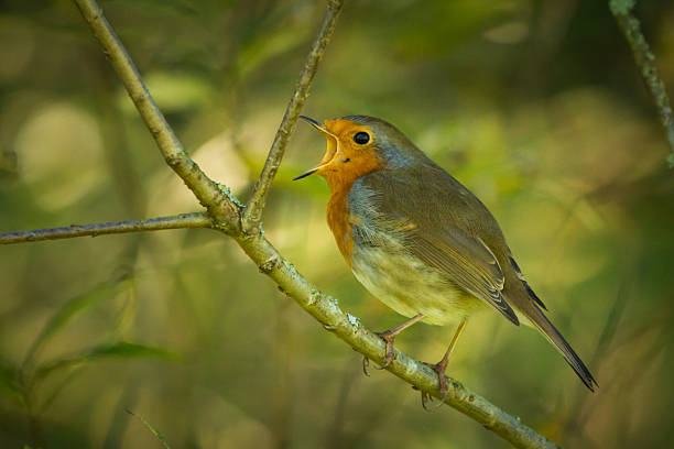 istock Robin caught mid song with beak wide open. 502820640