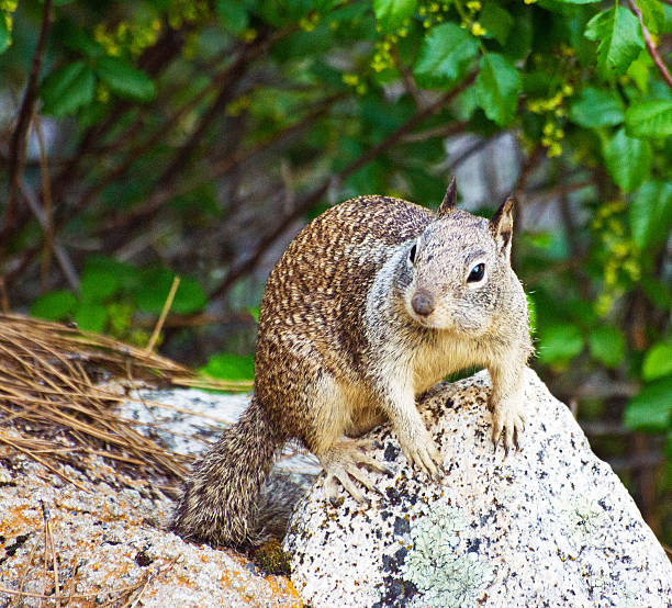 istock Squirrel near Yosemite 502820781
