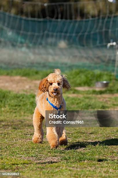 Muy Feliz Foto de stock y más banco de imágenes de Aire libre - Aire libre, Alegría, Animal