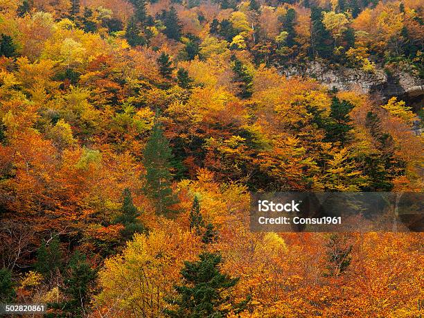 Otoño Foto de stock y más banco de imágenes de Abedul - Abedul, Abedul Amarillo, Aire libre