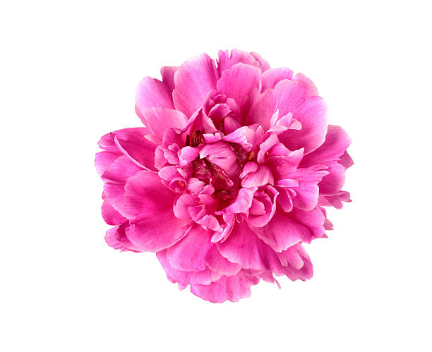 istock Purple peony flower 502821406