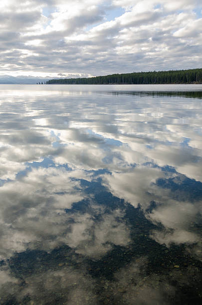 istock fir trees on Yellowstone Lake 502821734