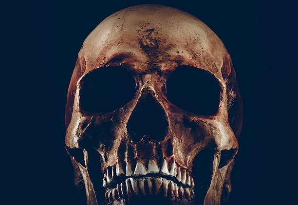 istock Creepy old skull on black background 502822230