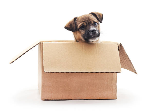 istock Puppy in the box. 502822288