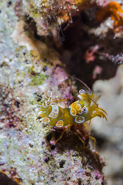 istock Sexy Shrimp on Soft Coral 502836330