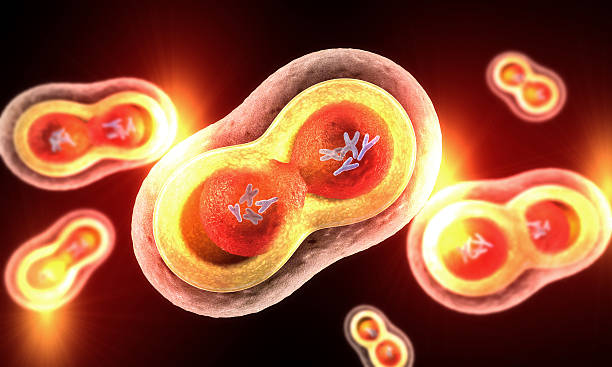 istock Transparent cells with nucleus, cell membrane and visible chromosomes 502836796