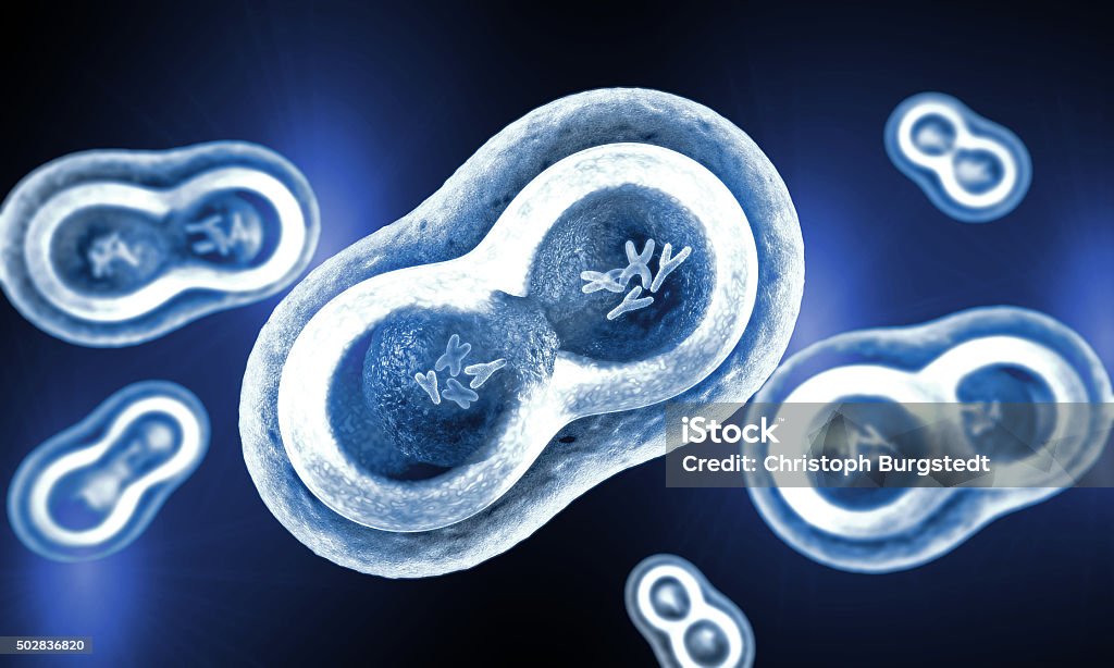 Transparent cells with nucleus, cell membrane and visible chromosomes Chromosome Stock Photo