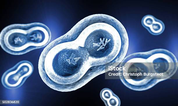 Transparent Cells With Nucleus Cell Membrane And Visible Chromosomes Stock Photo - Download Image Now