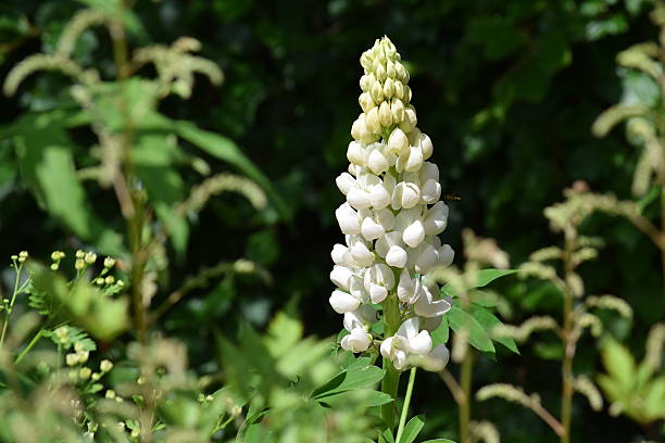 istock Lupin among leaves 502837514