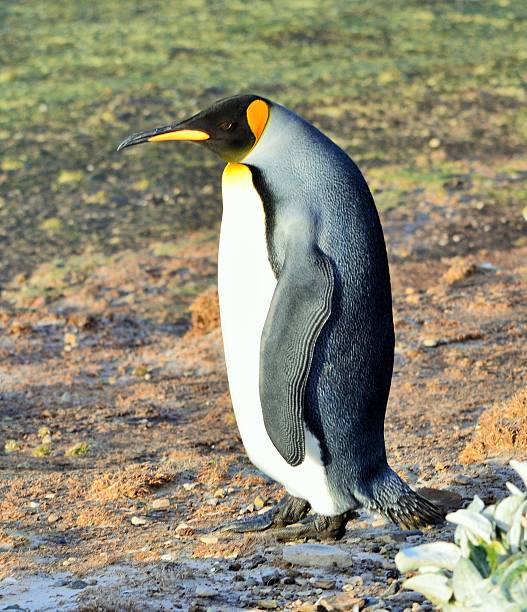 キングペンギン - saunders island ストックフォトと画像