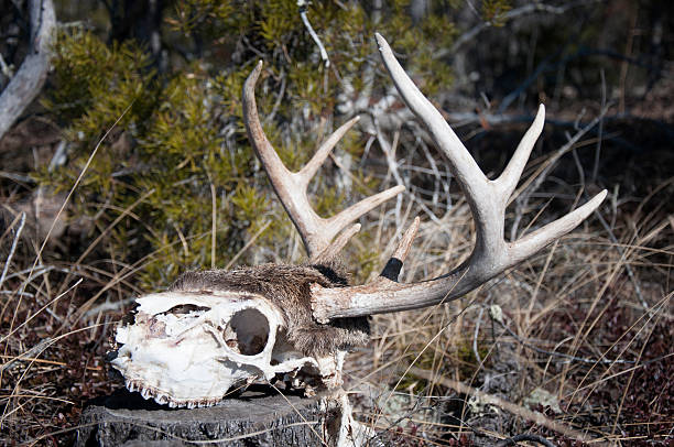 istock Whitetail Deer Skull with Antlers 502838046