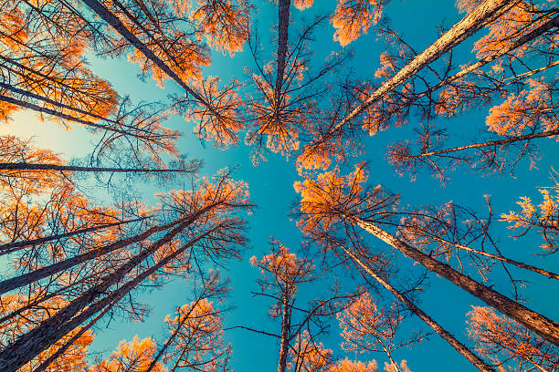 木々と澄んだ青空を見上げる - treetop tree sky blue ストックフォトと画像