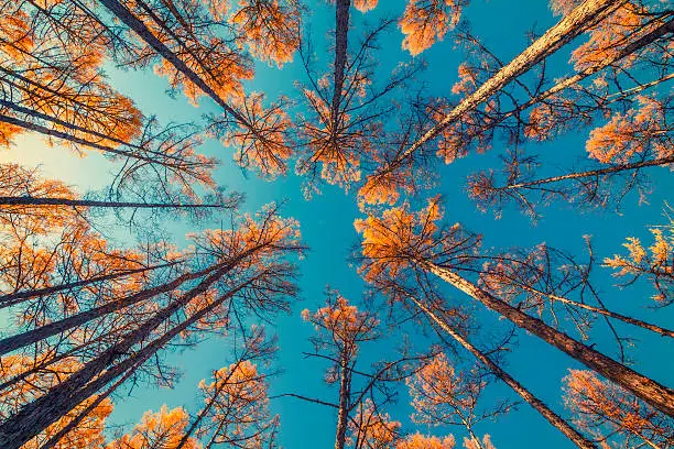 Photo of looking up at trees and clear blue sky