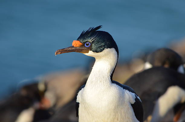 imperial kormoran head shot - saunders island zdjęcia i obrazy z banku zdjęć