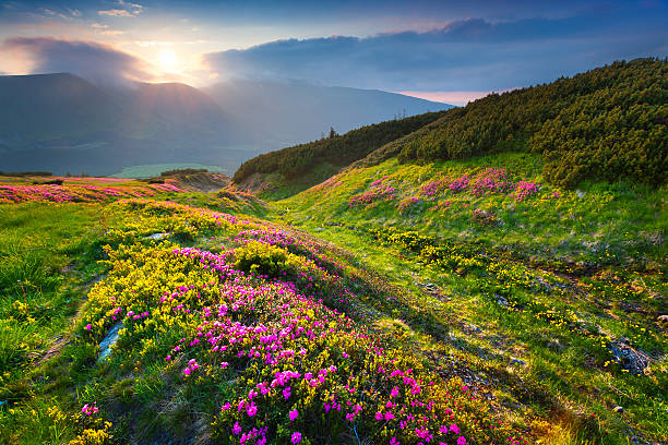 istock Natural summer scene in Carpathian mountains. 502840386