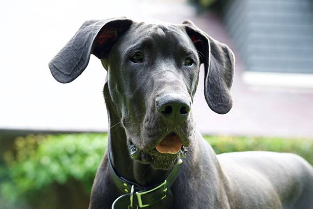 istock Great Dane Puppy face with tongue 502840716