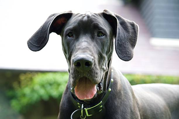 Close up of a face of a Black Great Dane Puppy showing interest with ears forward and tongue hanging out.