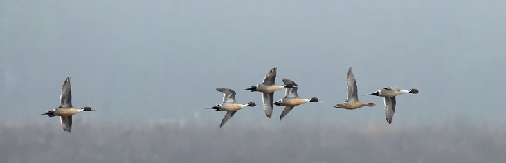 A small flock of Northern Pintail, Anas acuta, ducks fly in formation with a lone female escorted by the Drakes.