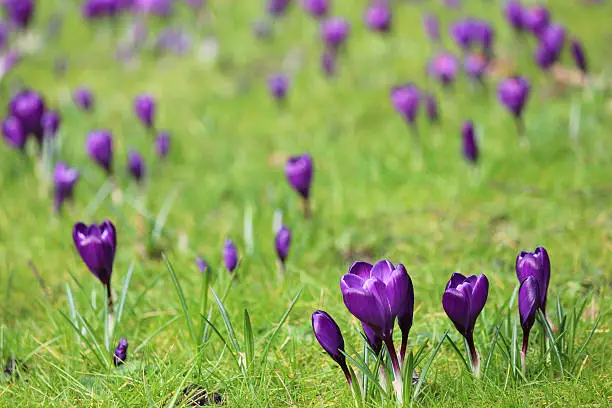 Photo showing a spring garden lawn that is covered with a carpet of purple crocus flowers.  This tiny bulb usually appears in January / February, providing a splash of winter colour at around the same time that snowdrops are about to start flowering, but well before tulips and daffodils.
