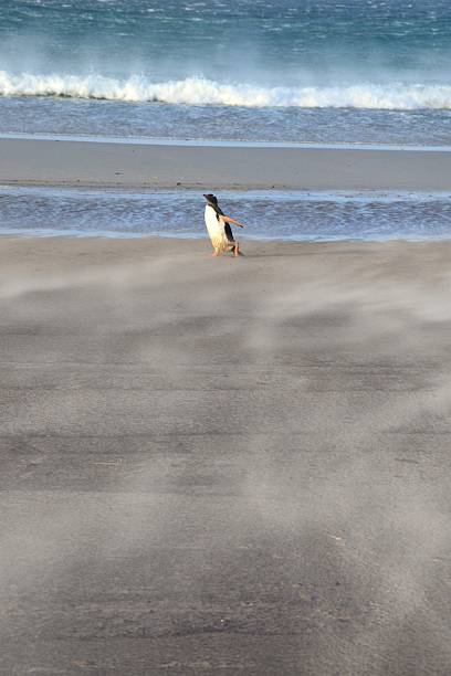 ジェンツーペンギン、ビーチの散歩 - saunders island ストックフォトと画像