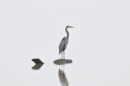 A single Great Blue Heron, Ardea herodias, standing on a rock in one of the ponds at the Blackwater National Wildlife Refuge begs to be cropped or isolated to suit your needs