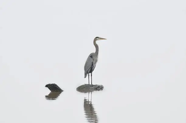 Photo of Great Blue Heron On A Rock