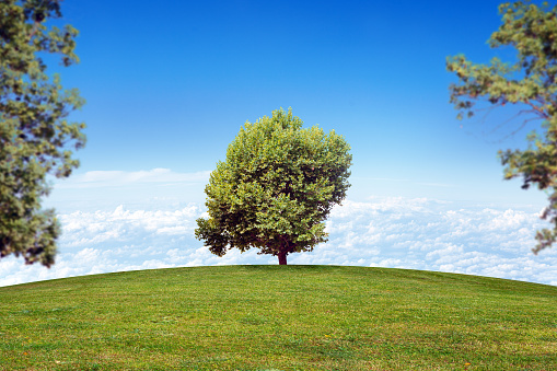 Summer landscape picture with blue sky and green tree