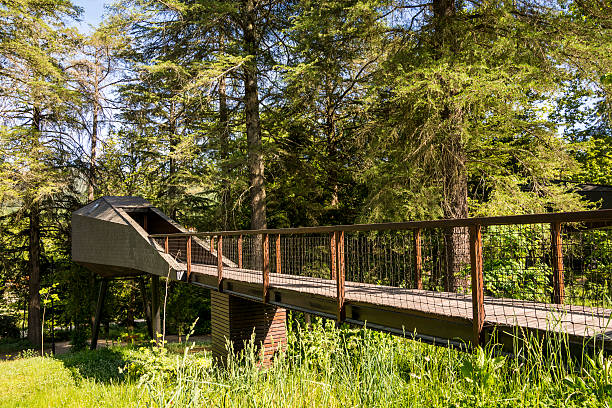 istock Passage to the tree house in the woods. 502842246