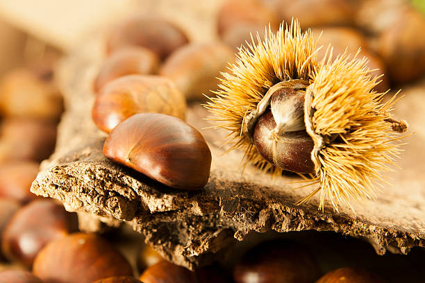 maronen und holz - chestnut isolated tree three objects stock-fotos und bilder