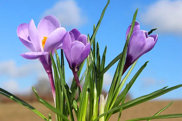 Photo showing a clump of purple crocuses viewed against a blue sky with white clouds. These crocuses are small part of a spring garden lawn that is covered with a carpet of purple crocus flowers.  This tiny bulb usually appears in January / February, providing a splash of winter colour at around the same time that snowdrops are about to start flowering, but well before tulips and daffodils.