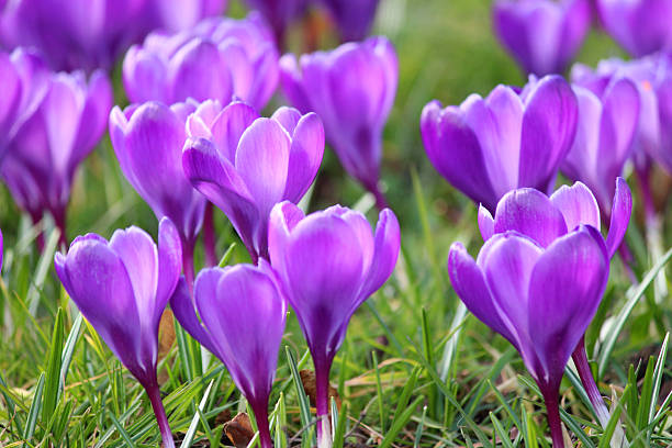 istock Image of blooming purple crocuses cluster in early spring 502842950
