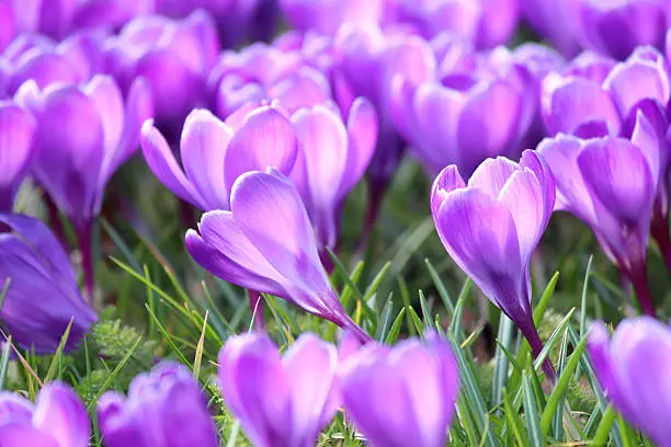 Photo showing a spring garden lawn that is covered with a carpet of purple crocus flowers.  This tiny bulb usually appears in January / February, providing a splash of winter colour at around the same time that snowdrops are about to start flowering, but well before tulips and daffodils.