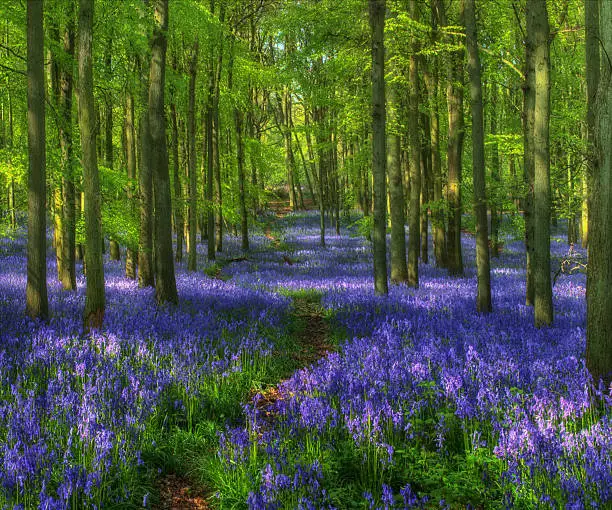 Spring time and the annual impressive display of bluebells at Dockey Wood. The last afternoon sunlight  brings a sparkle to the greens and blues. Dockey Wood is one of the best places in the Chilterns to see a wonderful display  of bluebells that create a stunning carpet of woodland colour during the spring. Native to Western Europe.