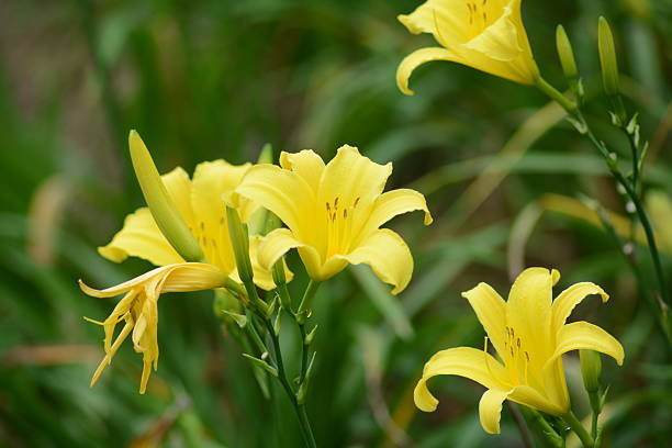 istock Beautiful Yellow Lily 502844360