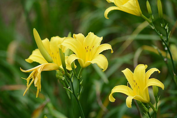 istock Beautiful Yellow Lily 502844756