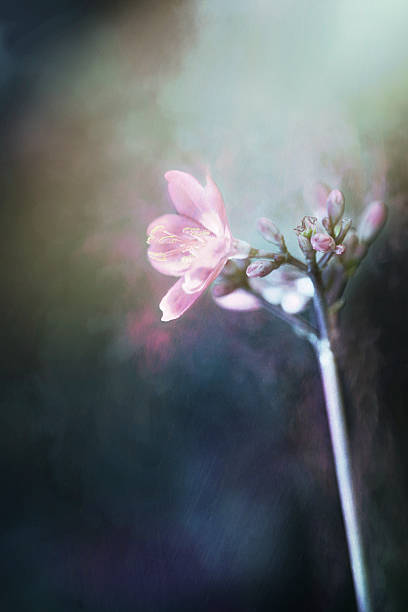 istock Digital art, paint effect, Spicy Jatropha integerrima pink flower 502845018