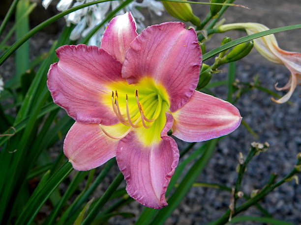 istock Beautiful lilac Lily 502845176