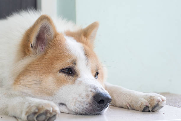 Cute Thai Bang Kaew dog face close up