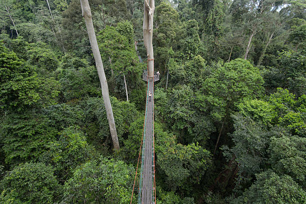 Canopy walkway or hanging wood bridge in primary virgin jungle. stock photo