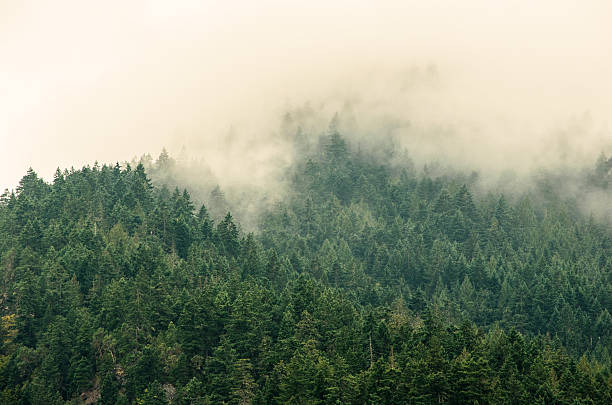 istock Foggy Tree Tops in Olympic National Park 502848660