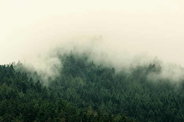 istock Foggy Tree Tops in Olympic National Park 502848710