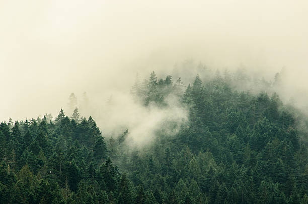 Foggy Tree Tops in Olympic National Park