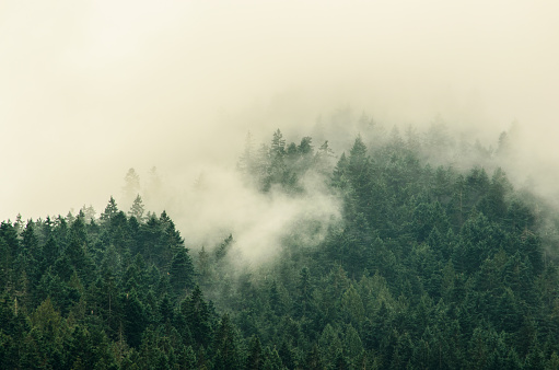 Fog is drifting across the tree tops on the mountains ridges of Olympic National Park in Washington State.