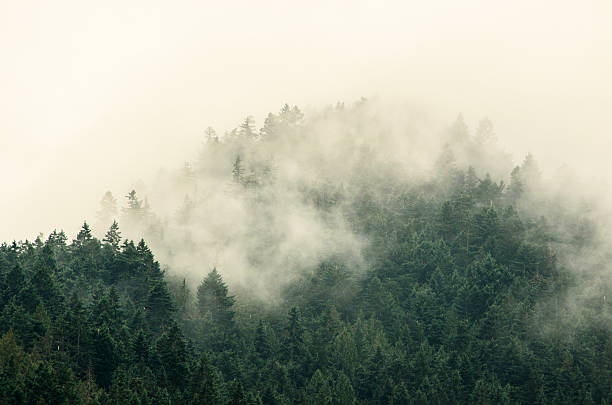 istock Foggy Tree Tops in Olympic National Park 502848838
