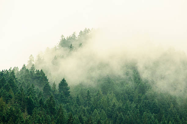 istock Foggy Tree Tops in Olympic National Park 502848910
