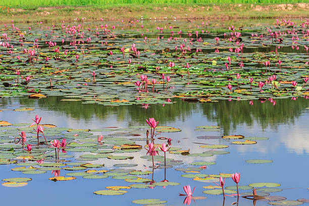 istock Lotus in the pond 502849008
